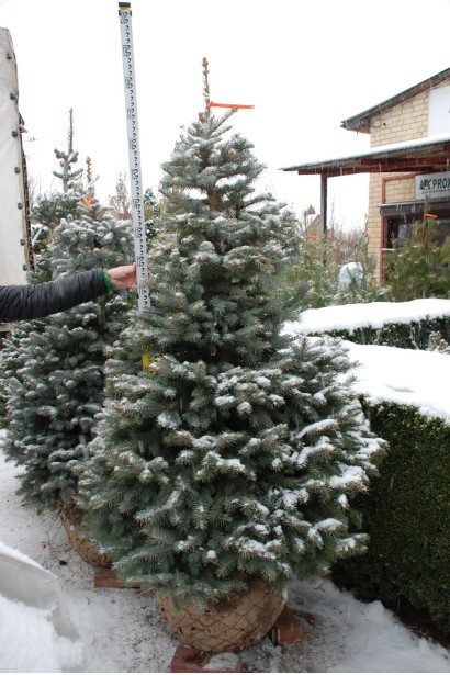 Ель колючая Кейбаб - ком50кг/вис.160-180см/Ø80-90см